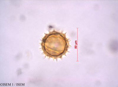 ISEM 1/Paranephelius_ovatus_29061/Paranephelius_ovatus_29061_0001(copy)_thumb.jpg